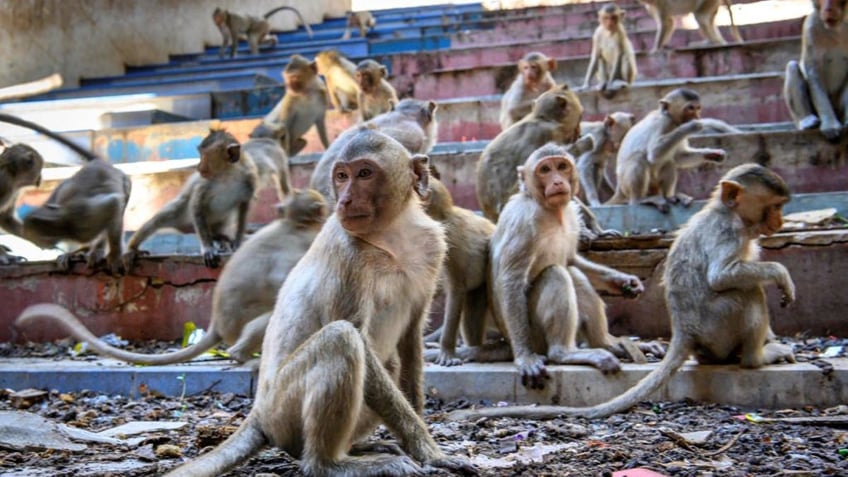 boy 10 killed by violent gang of monkeys that continues to terrorize small village