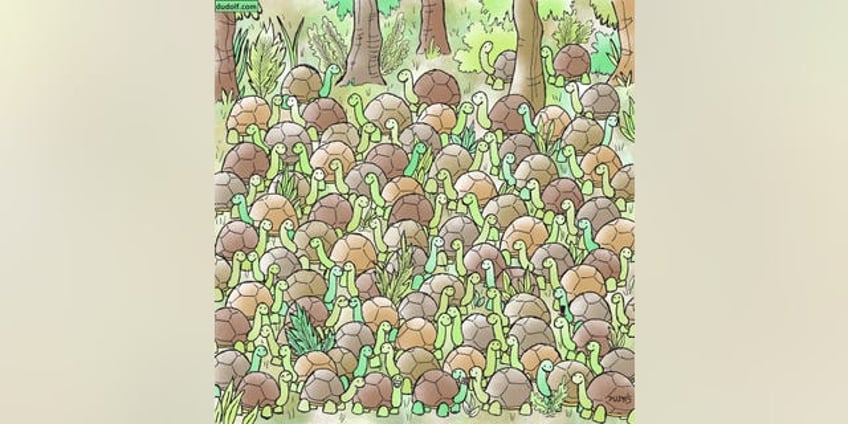 brain teaser can you find the snake hiding among the tortoises