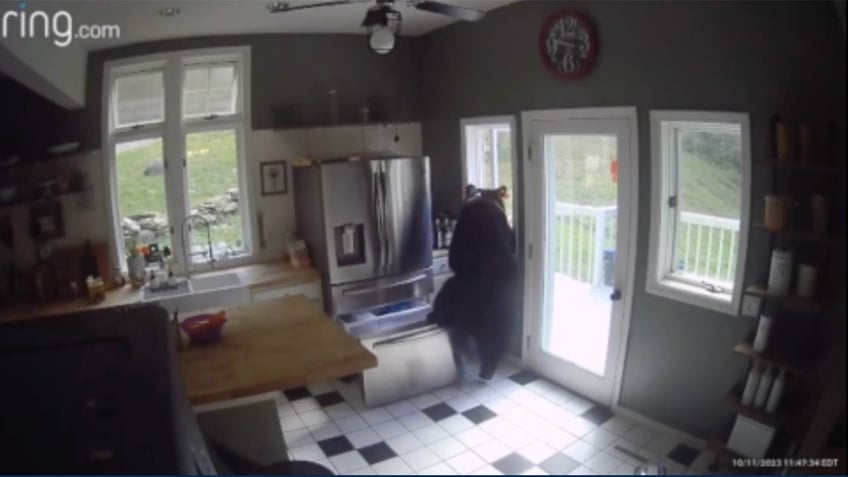 brazen connecticut bear sneaks in cracked window helps himself to frozen chicken