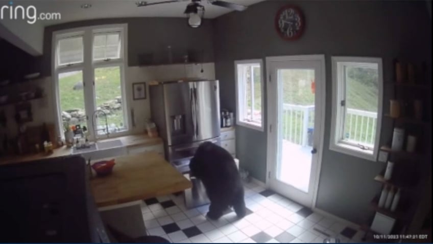 brazen connecticut bear sneaks in cracked window helps himself to frozen chicken