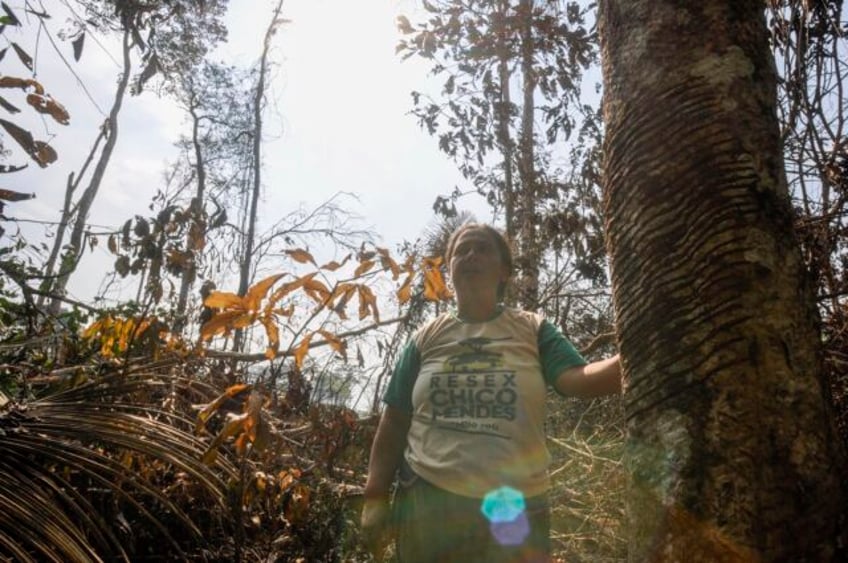 brazil slows amazon deforestation but in chico mendes homeland it risks being too late