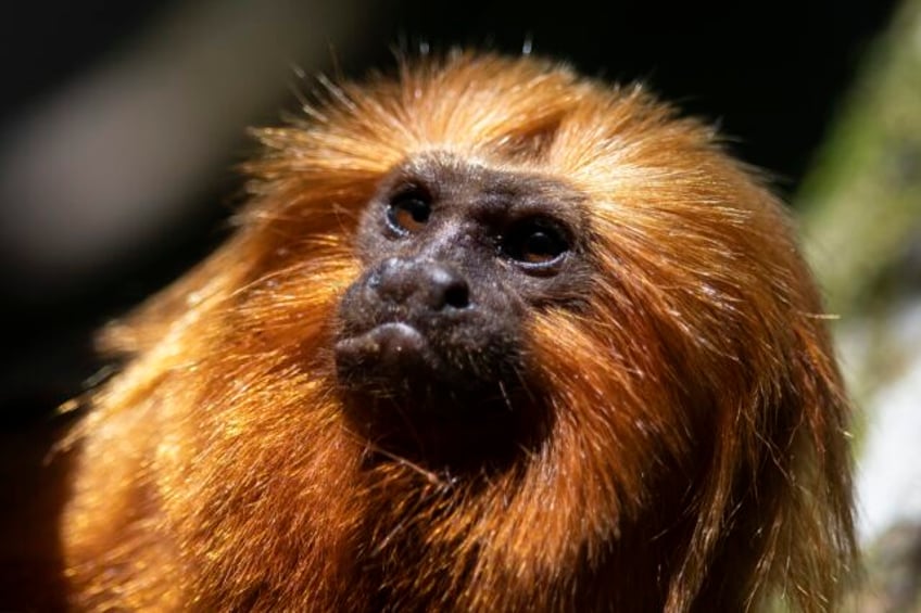 brazils endangered golden monkeys have recovered following big population drop from yellow fever