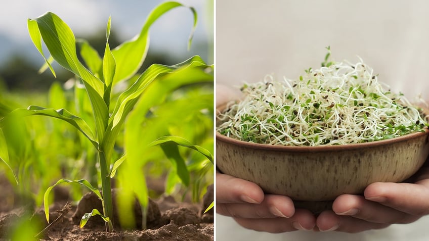 Sprouts growing and in a bowl