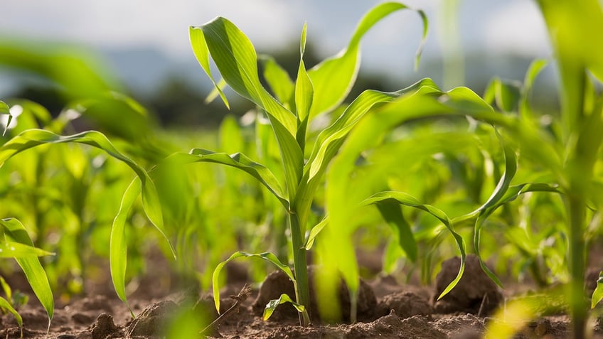 Sprouting grains