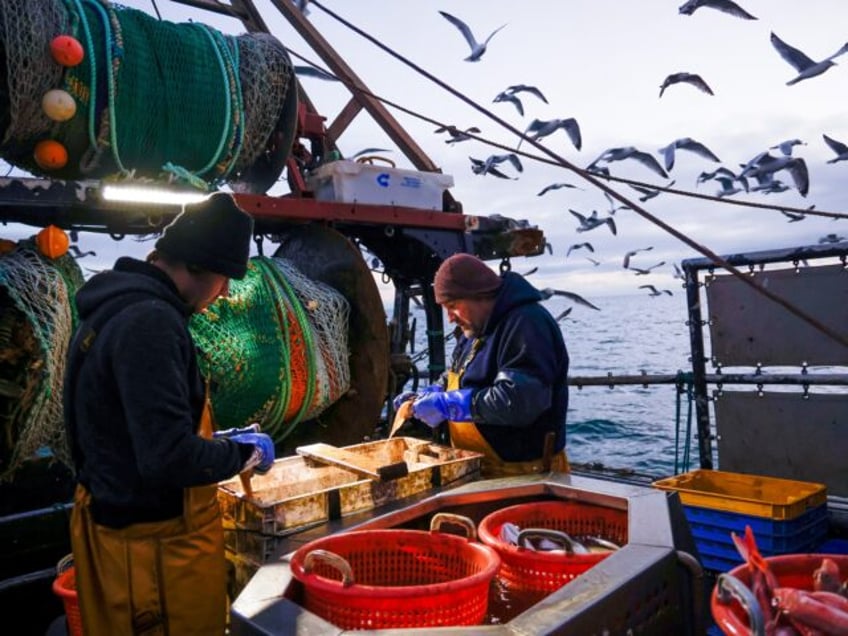 Fishermen gut freshly caught fish aboard fishing boat 'About Time' while trawling in the E