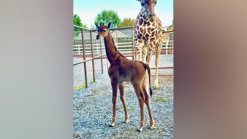 brights zoo in tennessee reveals name of rare spotless giraffe