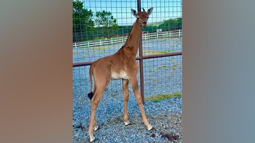 brights zoo in tennessee reveals name of rare spotless giraffe