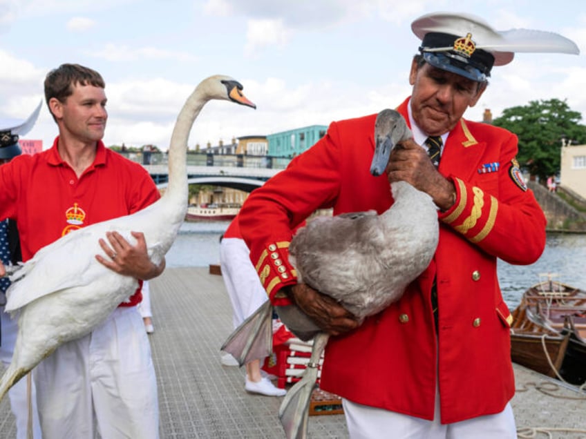 Swan uppers hold mute swans during the ancient tradition of Swan Upping, the annual census