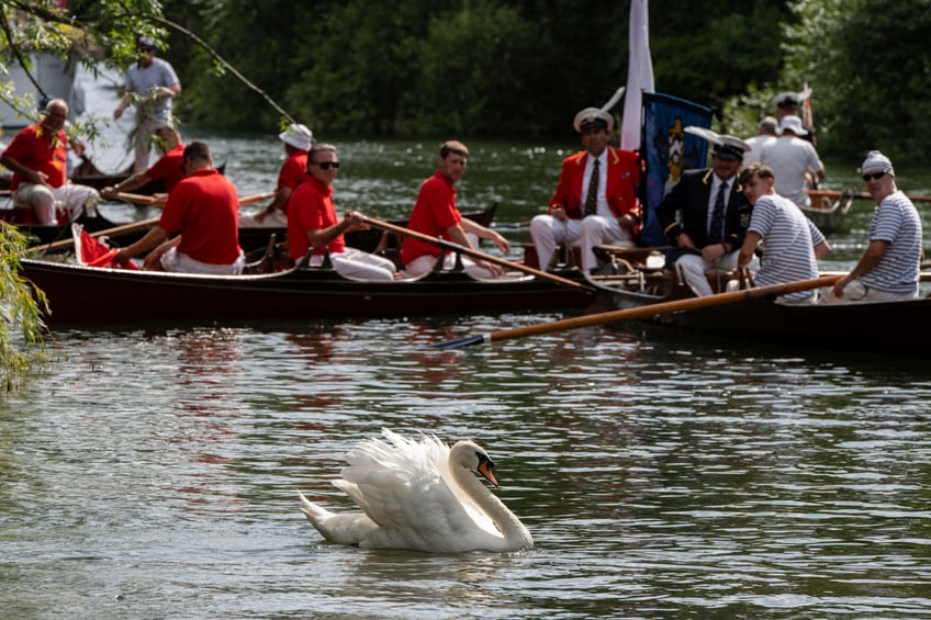 britains annual royal swan census kicks off