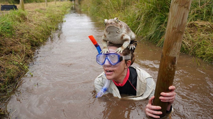 britains quirky world bog snorkeling championships kicks off with flippers snorkeling gear and a giant toad