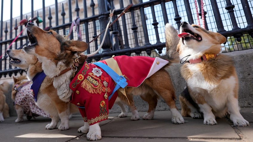 british corgis parade outside buckingham palace to honor queen elizabeth iis death one year later