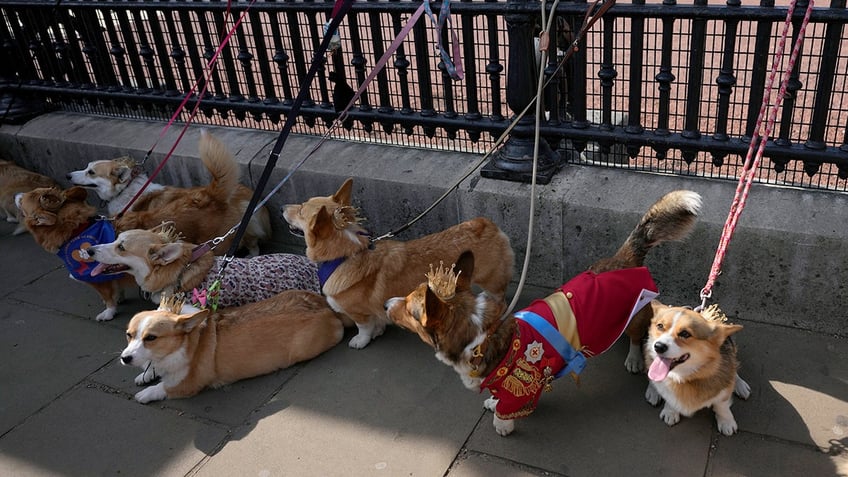 british corgis parade outside buckingham palace to honor queen elizabeth iis death one year later