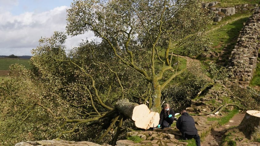 british police arrest second suspect accused of cutting down 300 year old tree near hadrians wall