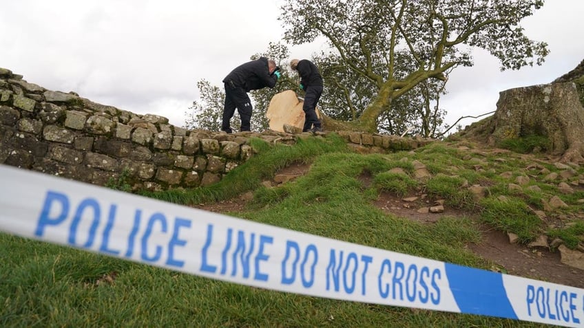 british police arrest second suspect accused of cutting down 300 year old tree near hadrians wall