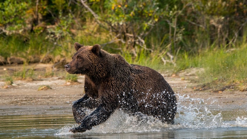 Brown bear