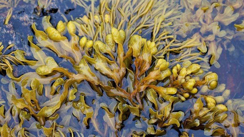 seaweed in water