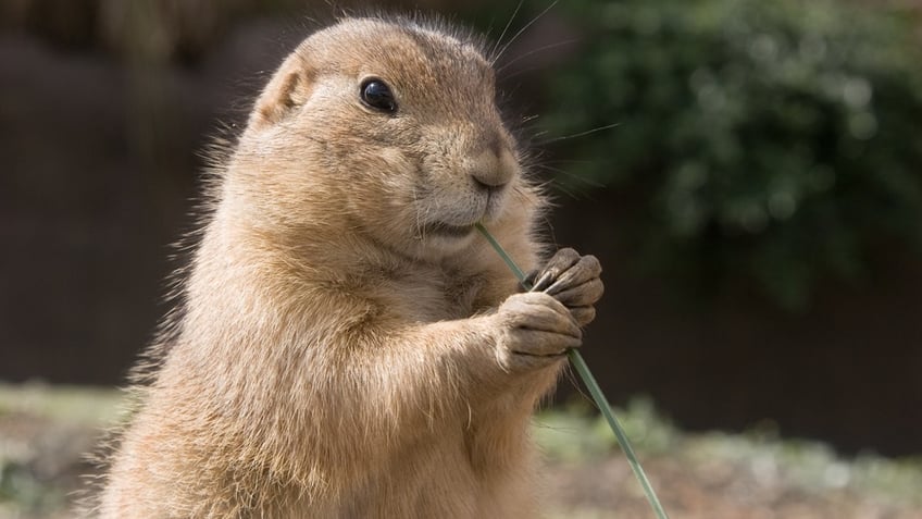 Prairie dog