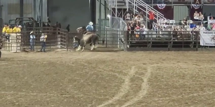 bull escapes utah fairgrounds charges lieutenant governors mom and brother in parking lot