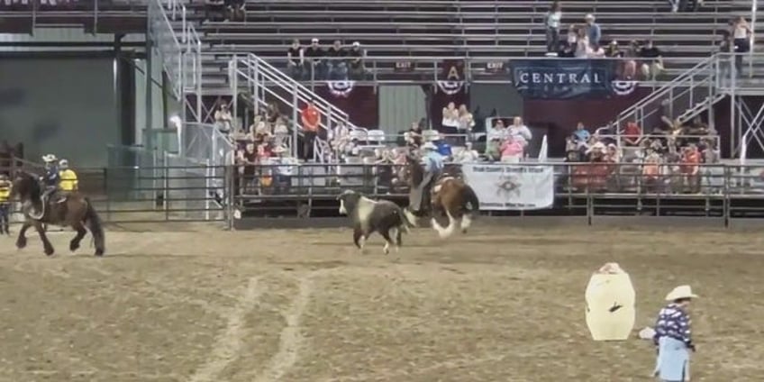 bull escapes utah fairgrounds charges lieutenant governors mom and brother in parking lot