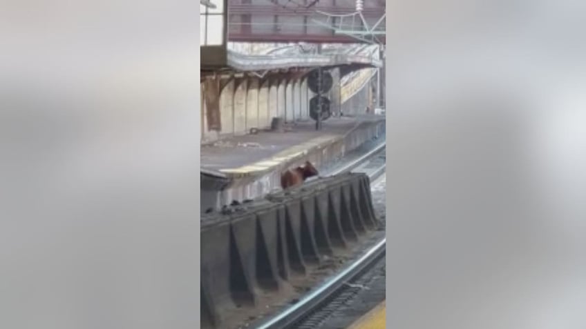 Bull on NJ tracks