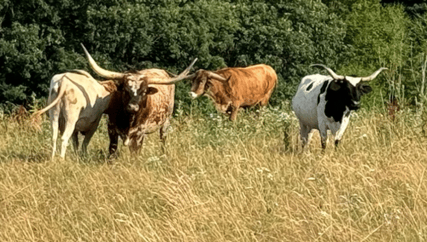 bullish cattle bets soar as us herd crisis sparks breakout to record high price