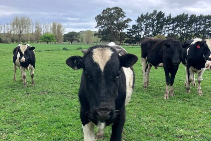 burp tax causes pre poll stink with new zealand farmers