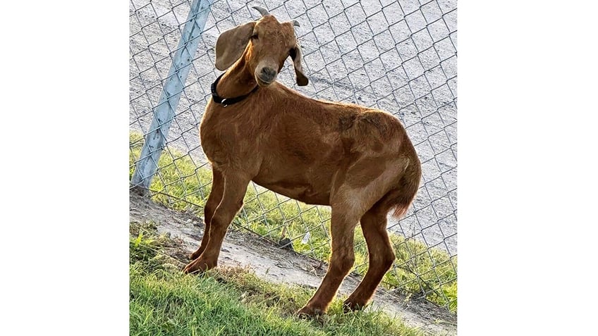 businesses residents in texas town gather to help find missing rodeo goat