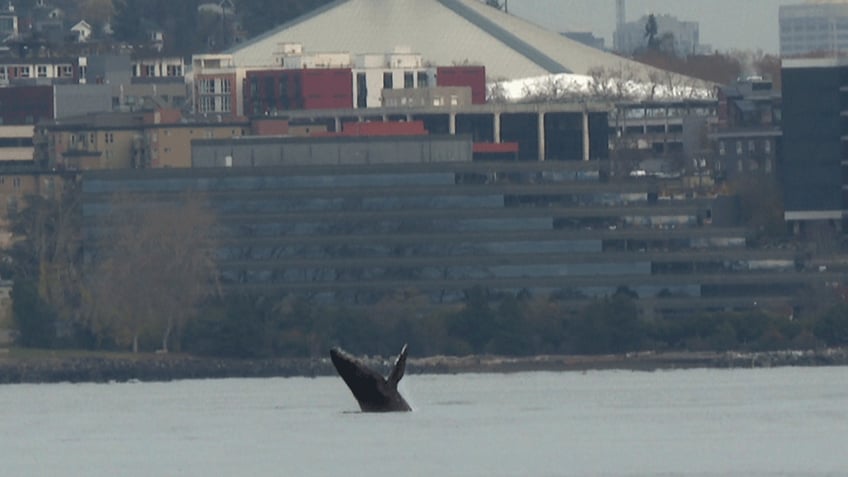 calf of humpback whale smiley delights seattle residents with elliott bay visit