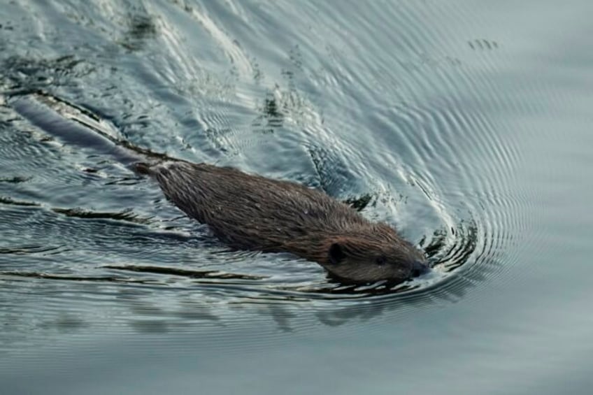 california aims to tap beavers once viewed as a nuisance to help with water issues and wildfires