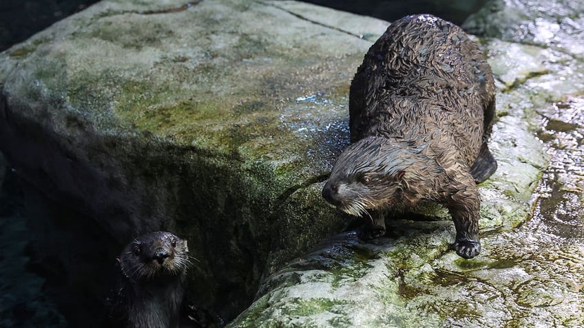 Sea otters