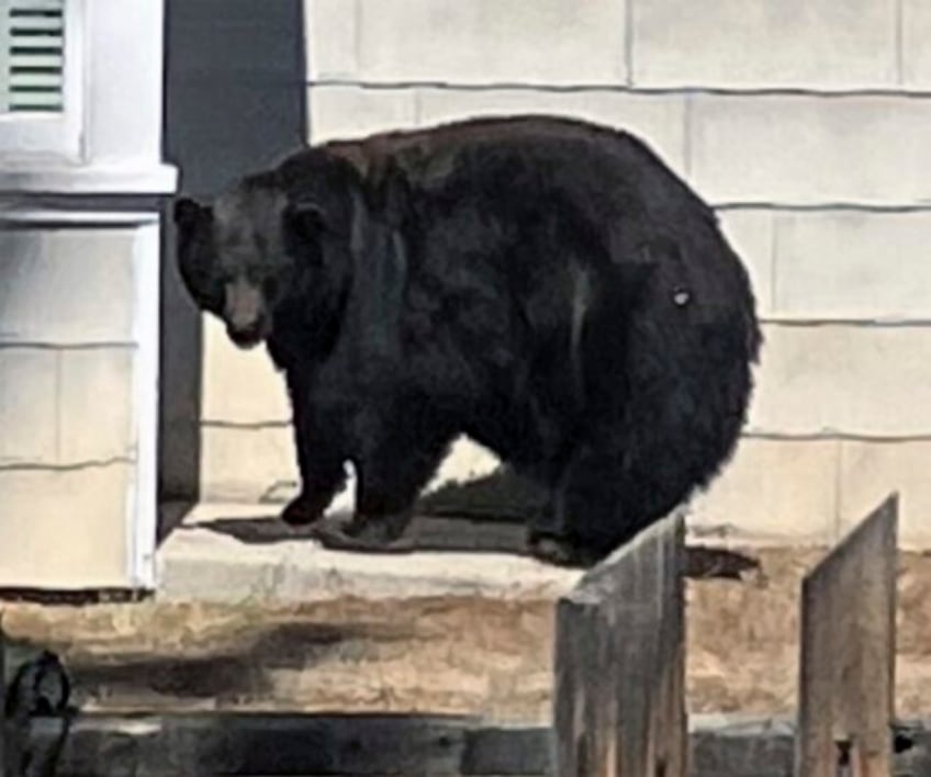 california authorities capture suspects in break ins at lake tahoe homes a mama bear and three cubs