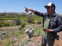 California avocado growers say Mexican imports have helped their sales