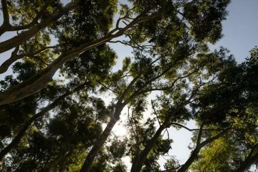 california awarded 100 million from fed to plant trees to combat extreme heat