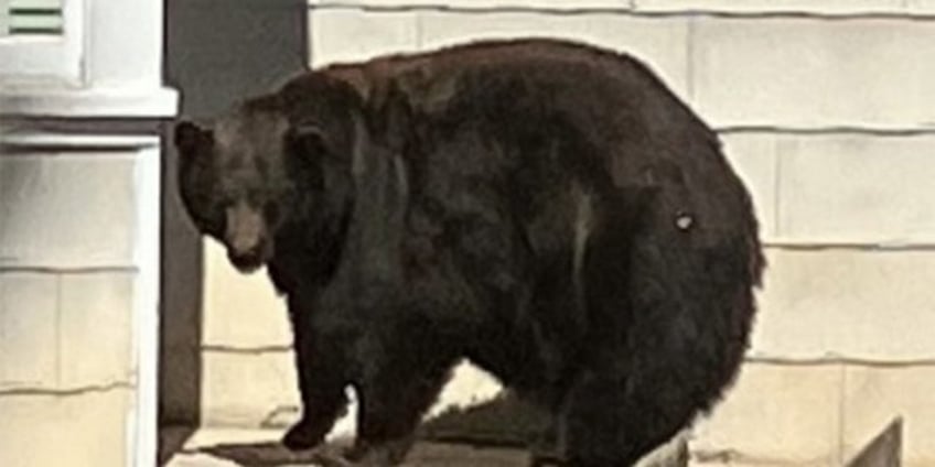 california bear hank the tank captured after string of home invasions