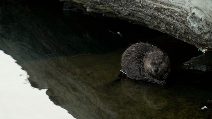 california beaver policy aims to tap ecological benefits protect keystone species