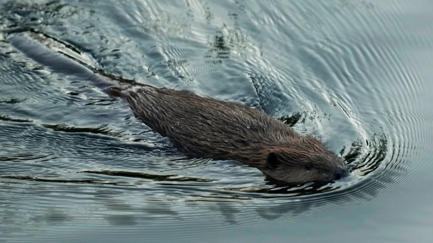 california beaver policy aims to tap ecological benefits protect keystone species