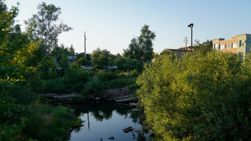 california beaver policy aims to tap ecological benefits protect keystone species