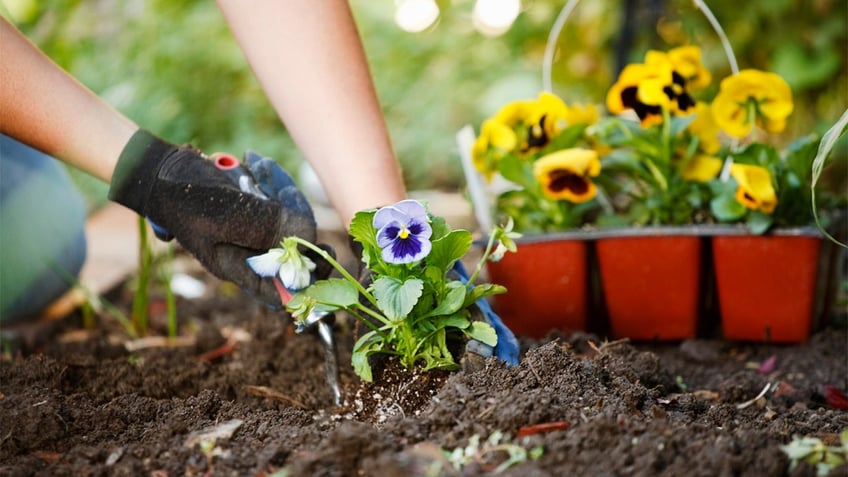 planting pansies