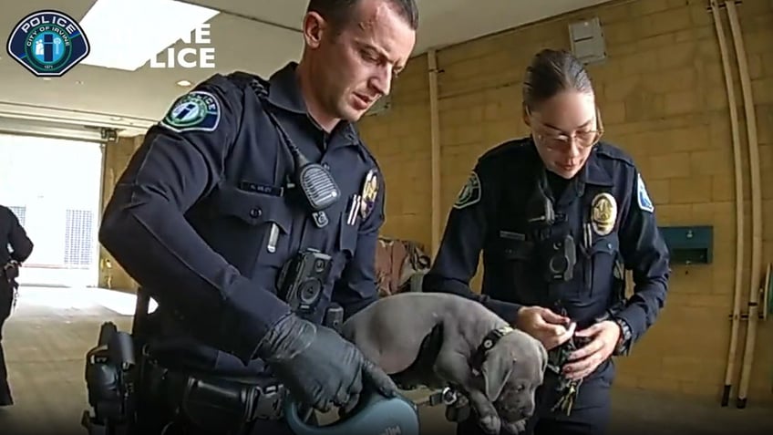 california cops give narcan to dog they say overdosed on fentanyl