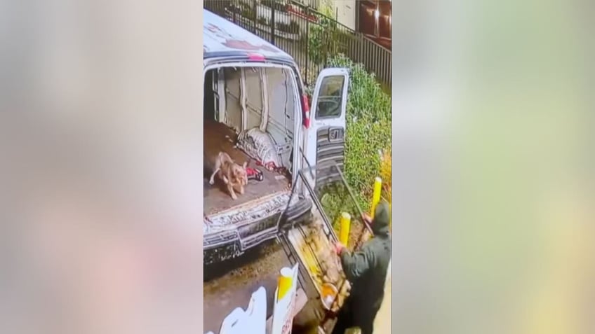 california cops seek suspects after video shows dozen french bulldogs tossed into van in pet store heist