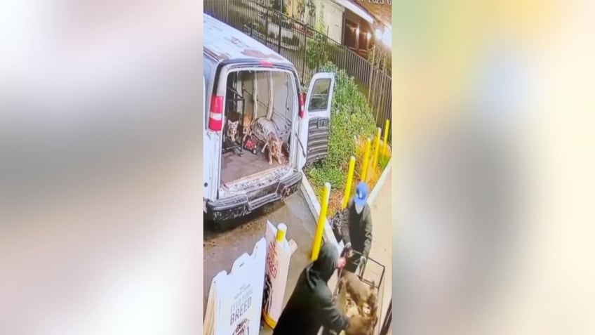 california cops seek suspects after video shows dozen french bulldogs tossed into van in pet store heist