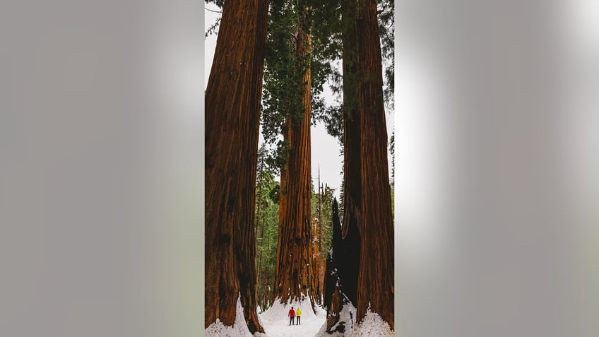 sequoia national park in California