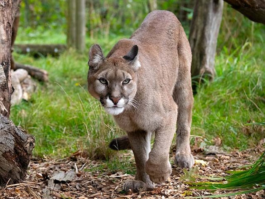 mountain lion