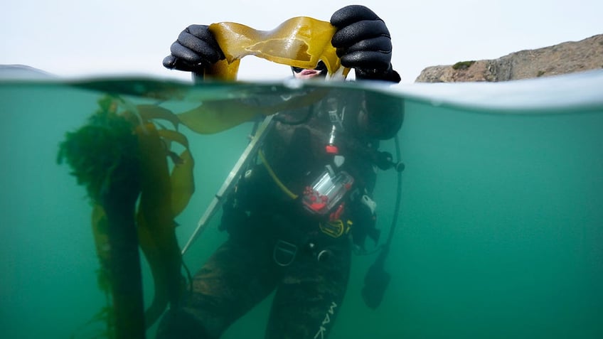 California kelp