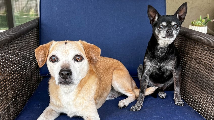 california dogs are up for adoption after they were surrendered with costume jewelry glued to their heads