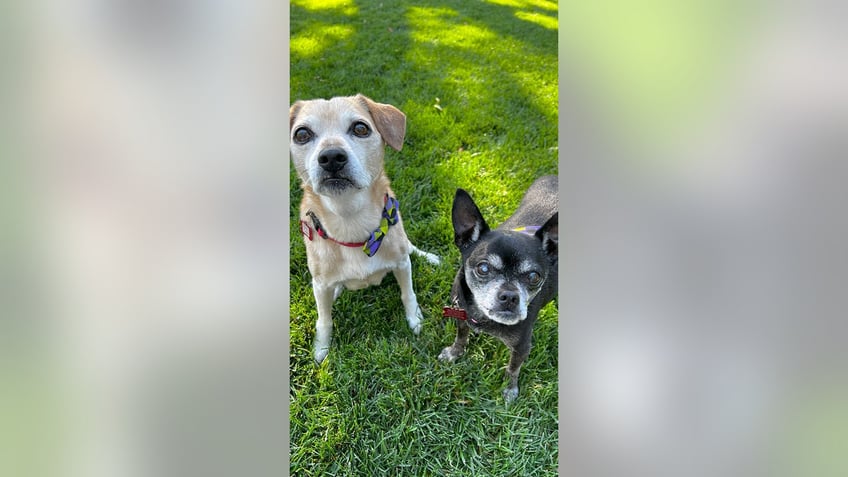 california dogs are up for adoption after they were surrendered with costume jewelry glued to their heads