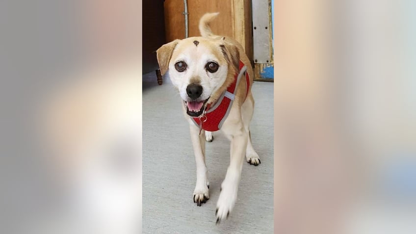 california dogs are up for adoption after they were surrendered with costume jewelry glued to their heads