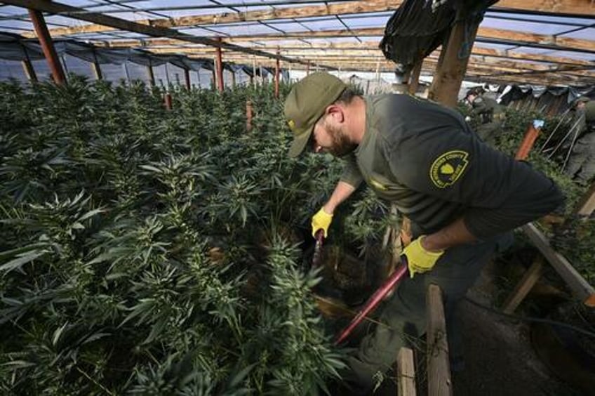 california legalized drugs cartels took it over