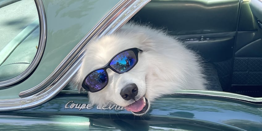 california man celebrates 100th birthday with dog parade featuring 200 pups of all shapes and sizes