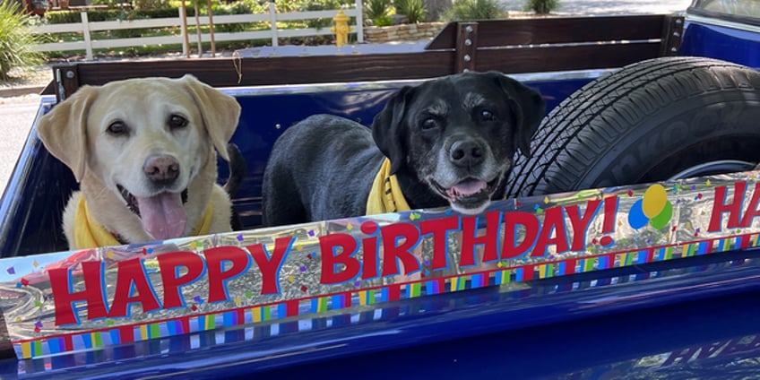 california man celebrates 100th birthday with dog parade featuring 200 pups of all shapes and sizes